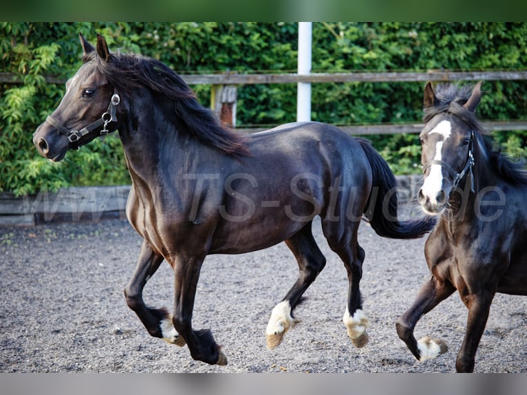 Welsh-C Giumenta 2 Anni 139 cm Morello in Meerbusch