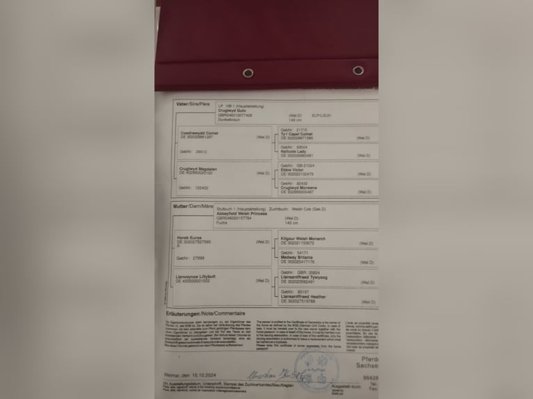 Welsh-C Giumenta 2 Anni 150 cm Sauro in WeimarWeimar