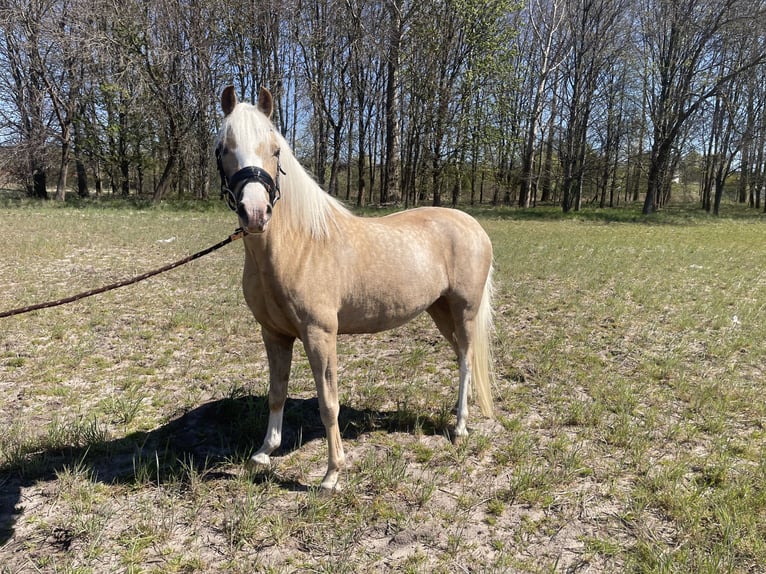 Welsh-C Giumenta 3 Anni 134 cm Palomino in Rumia
