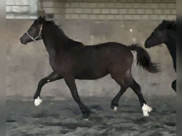 Welsh-C Giumenta 3 Anni 135 cm Baio nero in Meerbusch