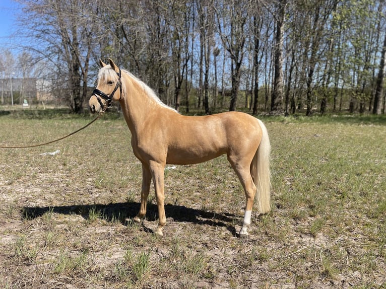 Welsh-C Giumenta 3 Anni 137 cm Palomino in Rumia