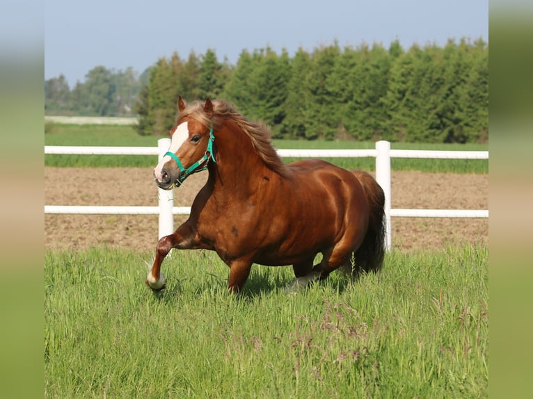 Welsh-C Giumenta 3 Anni 140 cm Sauro in Wildeshausen