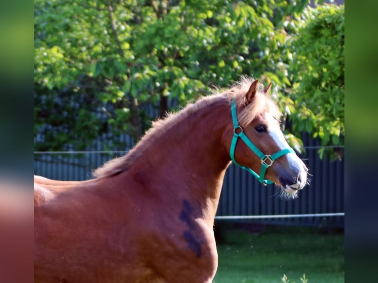 Welsh-C Giumenta 3 Anni 140 cm Sauro in Wildeshausen