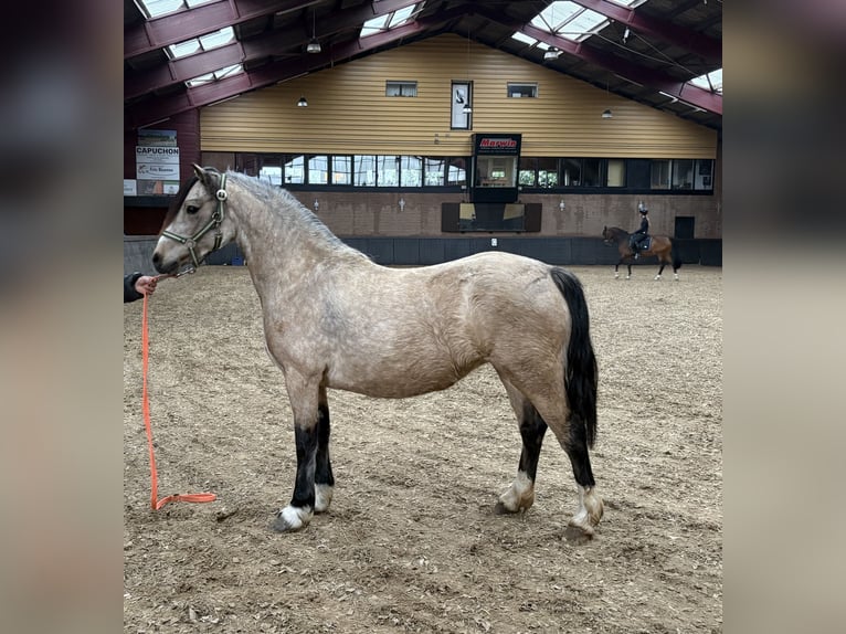 Welsh-C Giumenta 4 Anni 130 cm Falbo in Hengelo (Gld)