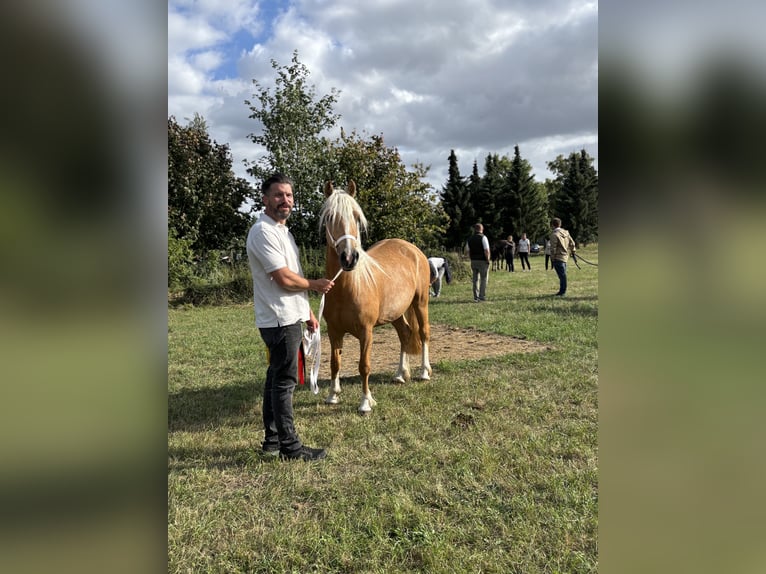 Welsh-C Giumenta 4 Anni 131 cm Palomino in Kirchwalsede