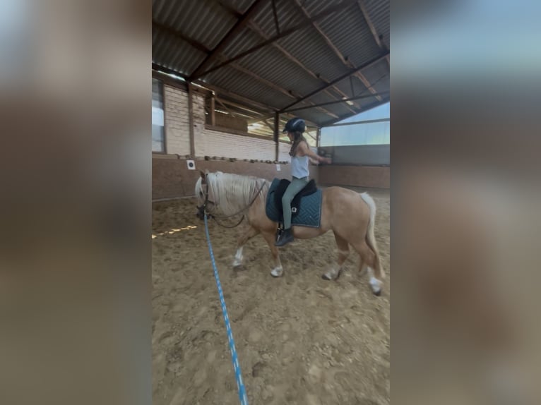 Welsh-C Giumenta 4 Anni 131 cm Palomino in Kirchwalsede