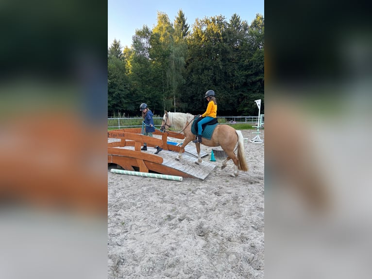 Welsh-C Giumenta 4 Anni 131 cm Palomino in Kirchwalsede