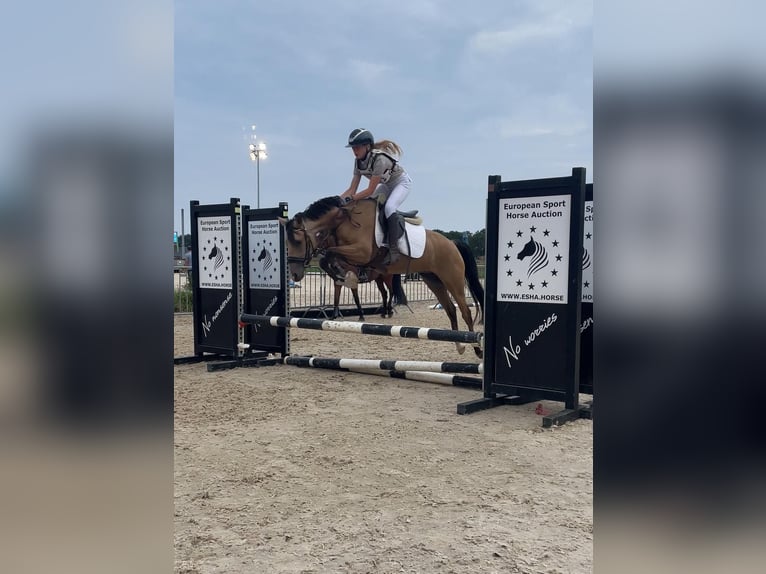 Welsh-C Giumenta 4 Anni 136 cm Pelle di daino in Maaseik