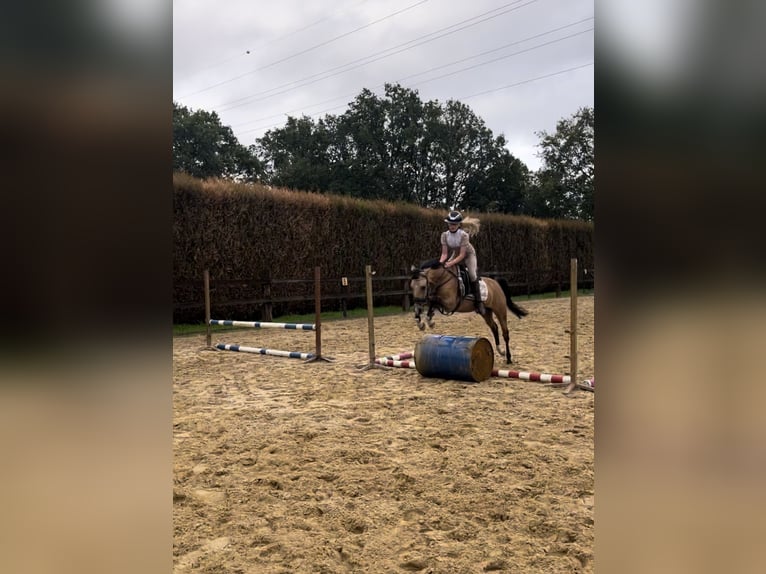 Welsh-C Giumenta 4 Anni 136 cm Pelle di daino in Maaseik