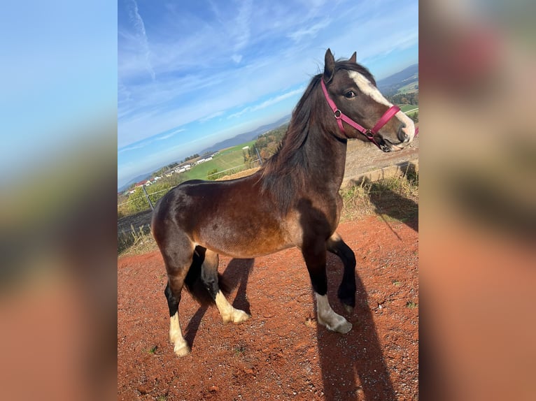 Welsh-C Giumenta 4 Anni 137 cm Baio in Atzesberg