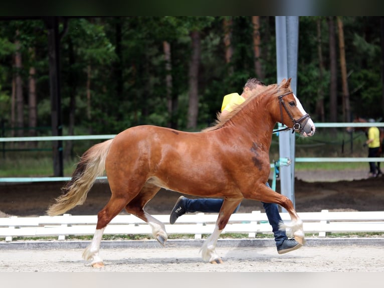 Welsh-C Giumenta 4 Anni 140 cm Sauro in Wildeshausen