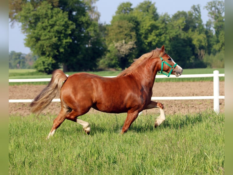 Welsh-C Giumenta 4 Anni 140 cm Sauro in Wildeshausen