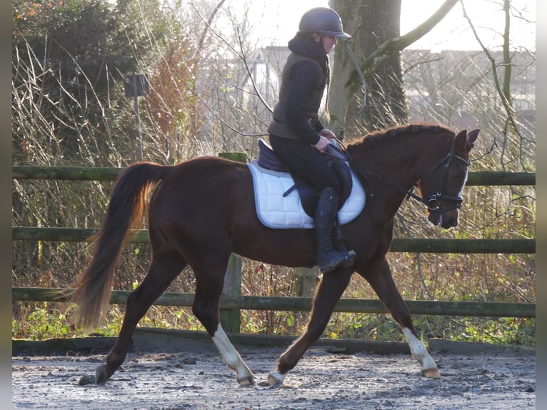 Welsh-C Giumenta 4 Anni 145 cm Sauro scuro in Dorsten