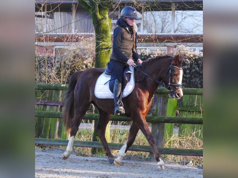 Welsh-C Giumenta 4 Anni 145 cm Sauro scuro in Dorsten