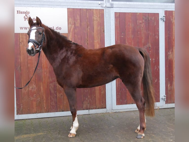 Welsh-C Giumenta 4 Anni 145 cm Sauro scuro in Dorsten