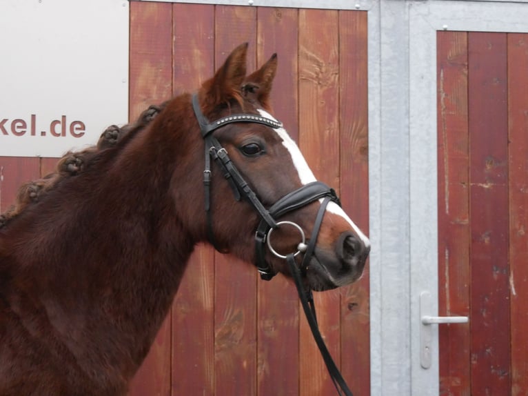 Welsh-C Giumenta 4 Anni 145 cm Sauro scuro in Dorsten