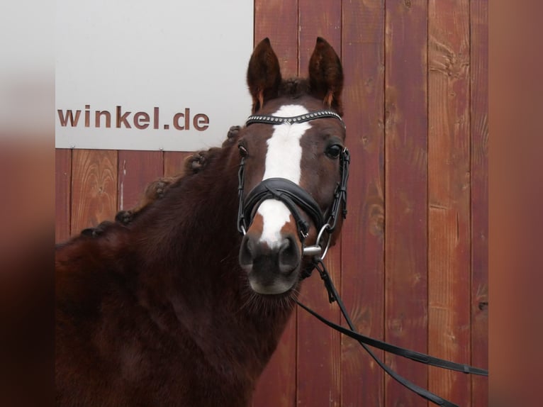 Welsh-C Giumenta 4 Anni 145 cm Sauro scuro in Dorsten