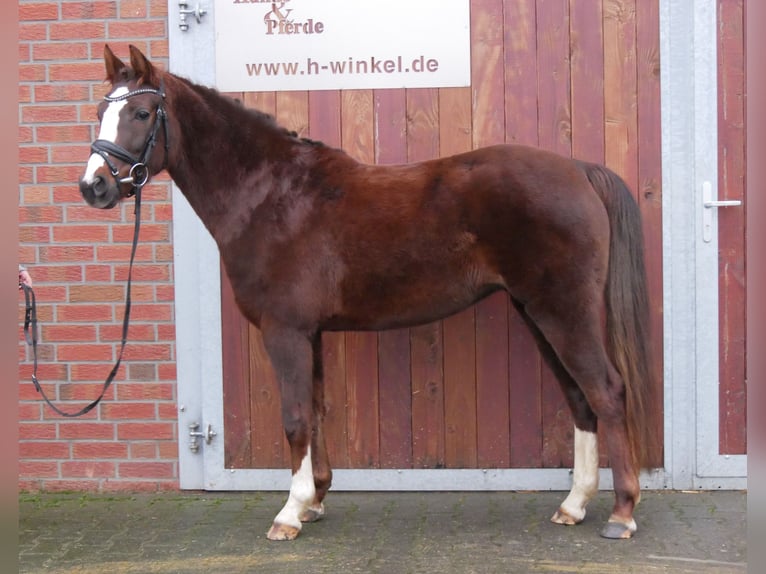 Welsh-C Giumenta 4 Anni 145 cm Sauro scuro in Dorsten