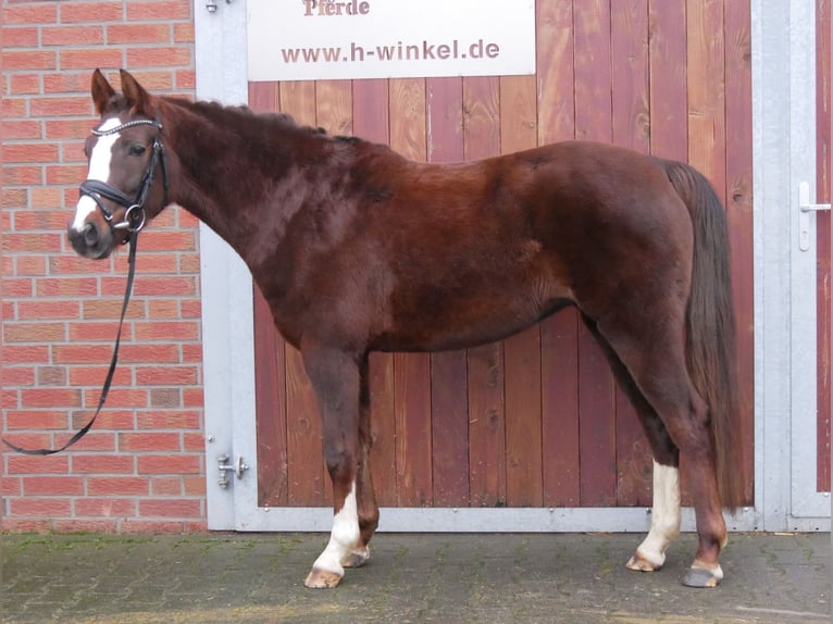 Welsh-C Giumenta 4 Anni 145 cm Sauro scuro in Dorsten