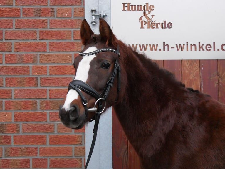 Welsh-C Giumenta 4 Anni 145 cm Sauro scuro in Dorsten