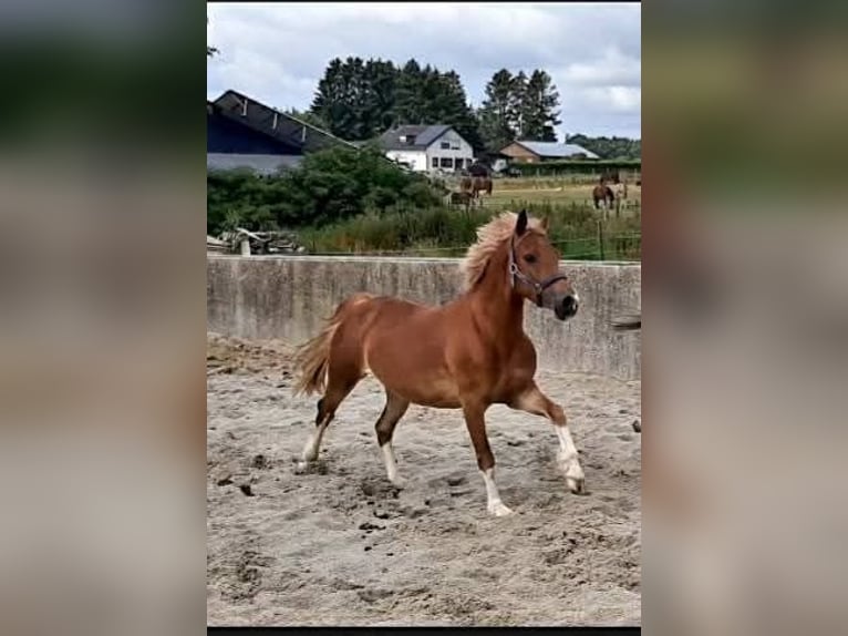 Welsh-C Giumenta 5 Anni 134 cm Sauro in Steinborn