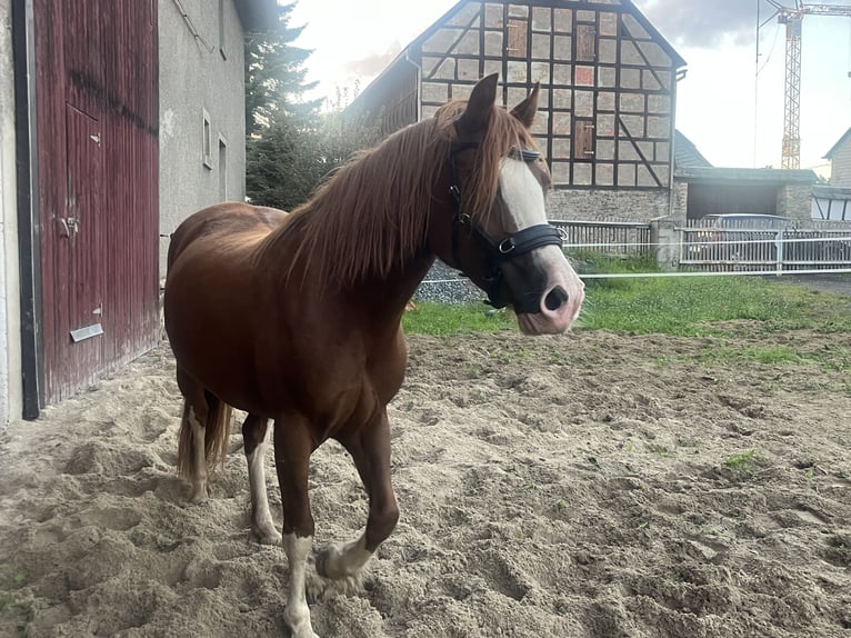 Welsh-C Giumenta 5 Anni 138 cm Sauro in HainLangenwetzendorf