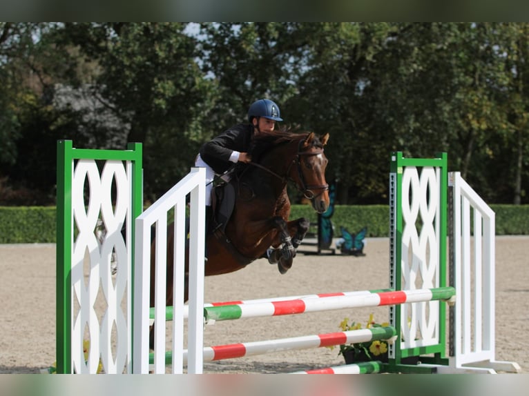 Welsh-C Giumenta 5 Anni 140 cm Baio in Kaulille