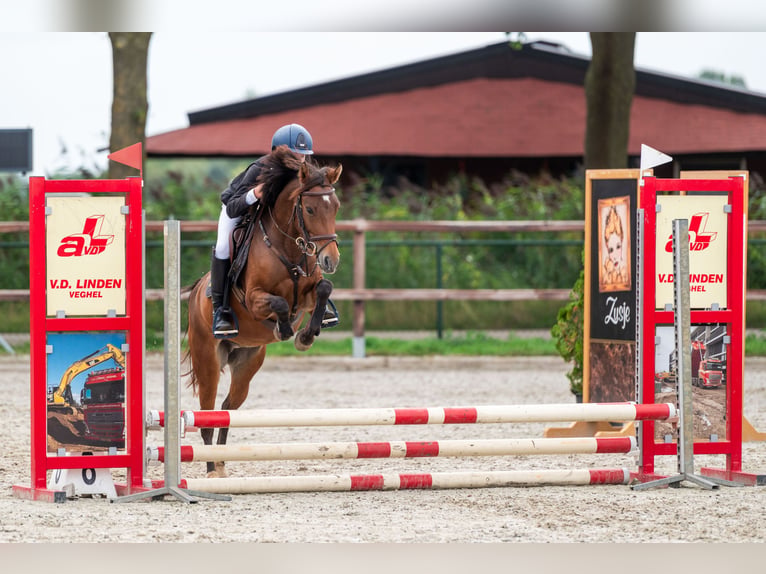 Welsh-C Giumenta 5 Anni 140 cm Baio in Kaulille