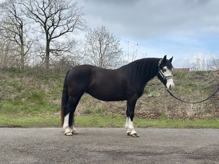 Welsh-C Giumenta 5 Anni 144 cm Morello in Verl