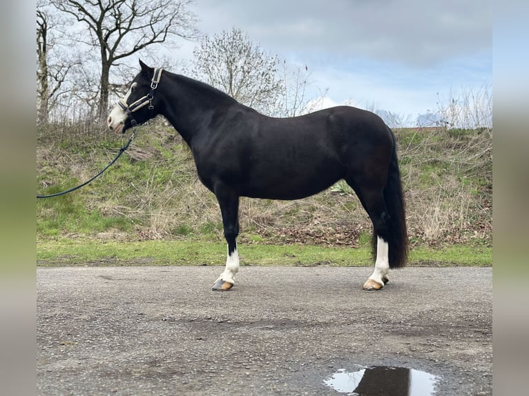 Welsh-C Giumenta 5 Anni 144 cm Morello in Verl