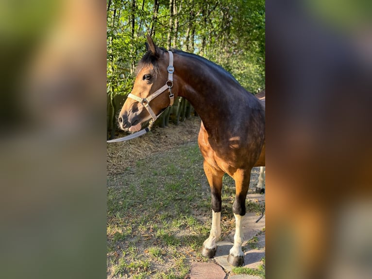 Welsh-C Giumenta 5 Anni 146 cm Pelle di daino in Kokanin