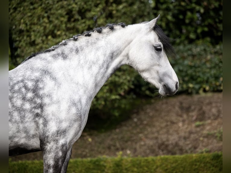 Welsh-C Giumenta 6 Anni 132 cm Grigio in Oost West en Middelbeers