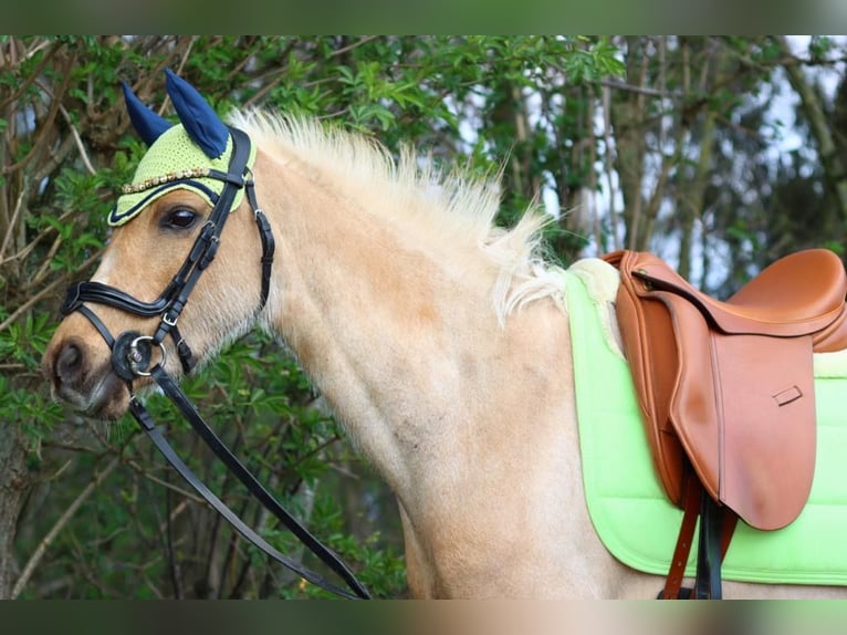 Welsh-C Giumenta 6 Anni 132 cm Palomino in Herenthout