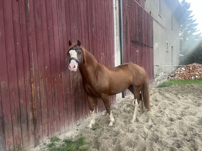 Welsh-C Giumenta 6 Anni 138 cm Sauro in HainLangenwetzendorf