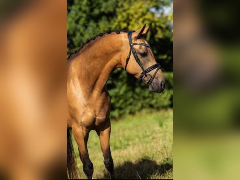 Welsh-C Giumenta 6 Anni 146 cm Falbo in GROTE-BROGEL