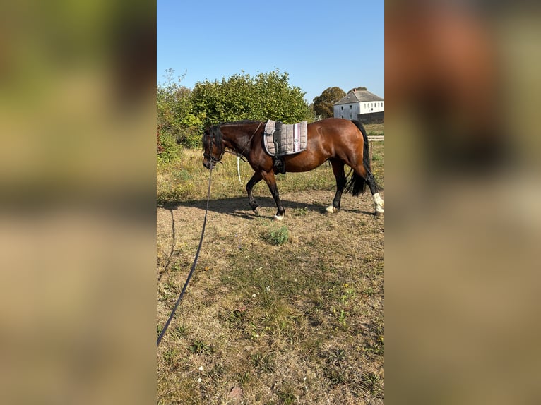 Welsh-C Giumenta 6 Anni Baio in Groß Pinnow