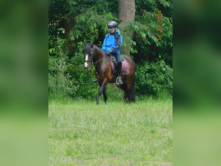 Welsh-C Giumenta 7 Anni 129 cm Baio scuro in Joldelund