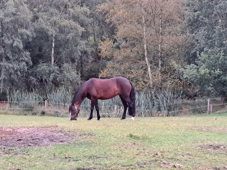 Welsh-C Giumenta 7 Anni 129 cm Baio scuro in Joldelund