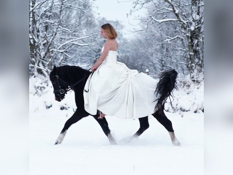 Welsh-C Giumenta 7 Anni 135 cm Morello in Krumstedt