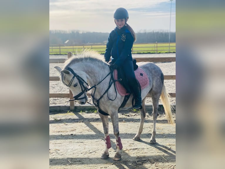 Welsh-C Giumenta 8 Anni 134 cm Grigio in Pepingen