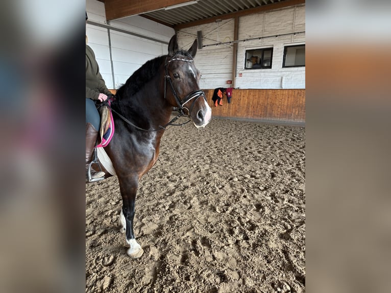 Welsh-C Giumenta 8 Anni 140 cm Baio scuro in Lübeck