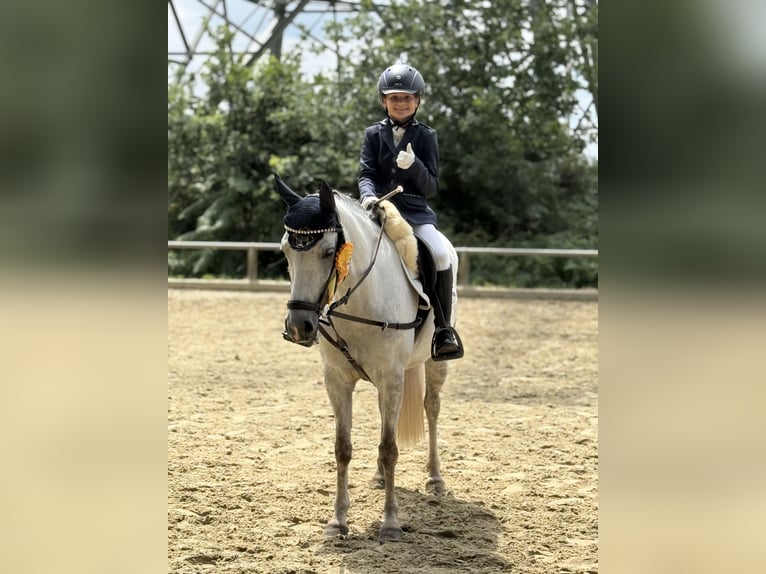 Welsh-C Giumenta 9 Anni 130 cm Grigio in Uedem