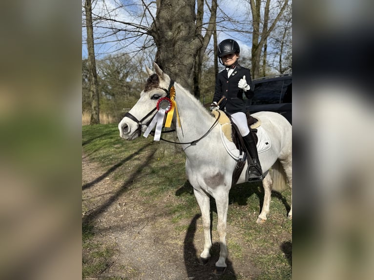 Welsh-C Giumenta 9 Anni 130 cm Grigio in Uedem