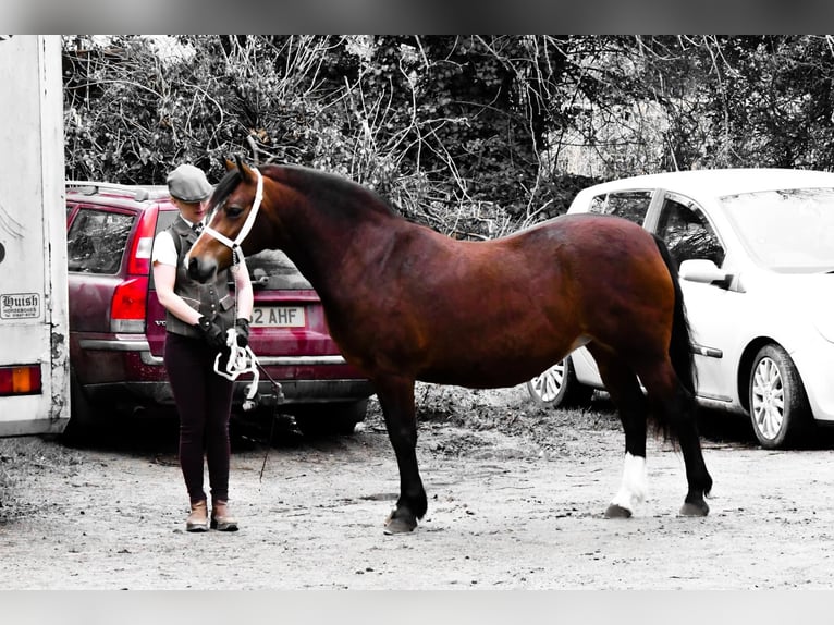 Welsh-C Giumenta 9 Anni 132 cm Baio ciliegia in Devon