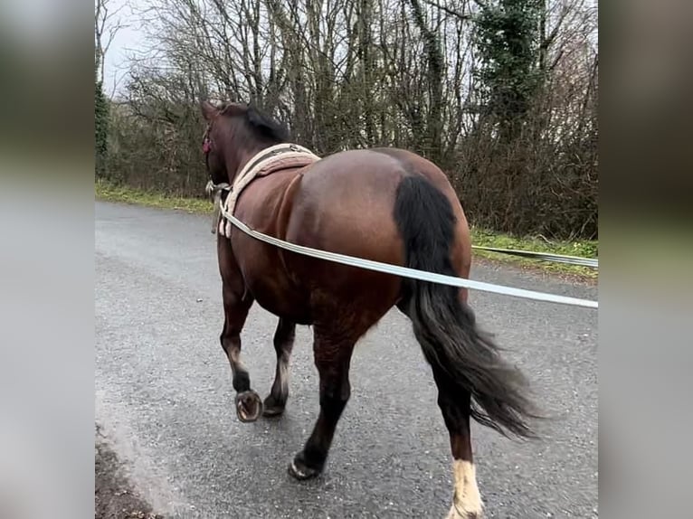 Welsh-C Giumenta 9 Anni 132 cm Baio ciliegia in Devon