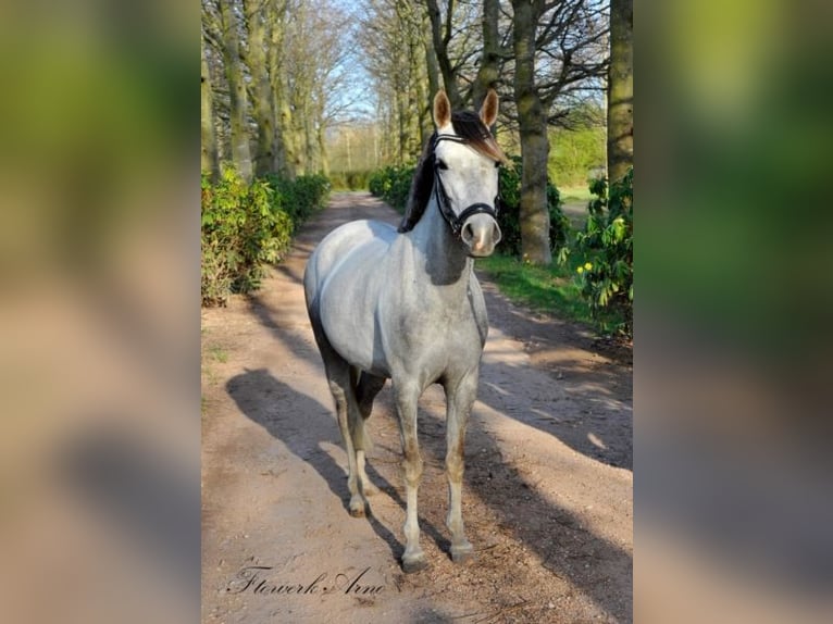 Welsh-C Giumenta 9 Anni 132 cm Grigio in Uedem