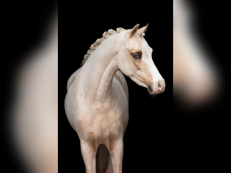 Welsh-C Giumenta 9 Anni 134 cm Palomino in Nieuwe Niedorp