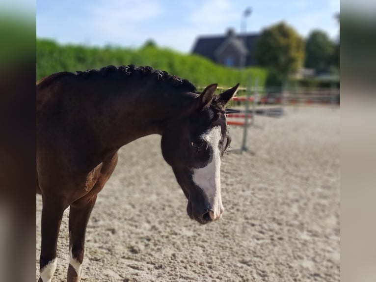 Welsh-C Giumenta 9 Anni 135 cm Morello in Ittervoort