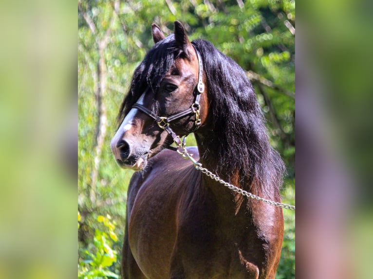 Welsh-C Hengst 18 Jaar 134 cm Zwartbruin in Bad Feilnbach