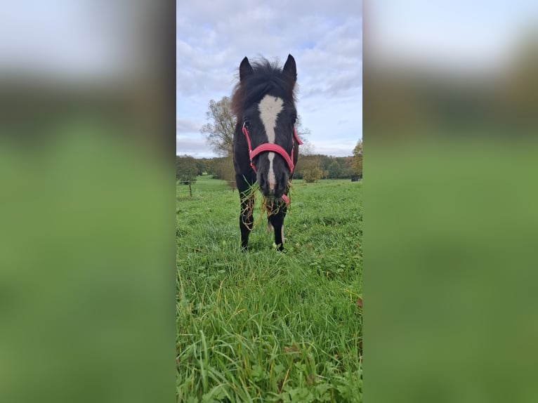 Welsh-C Mix Hengst 1 Jaar 130 cm Zwart in Uelsen